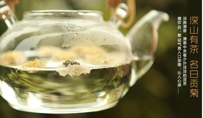 菊花茶的魅力 从古老草药到现代时尚饮品